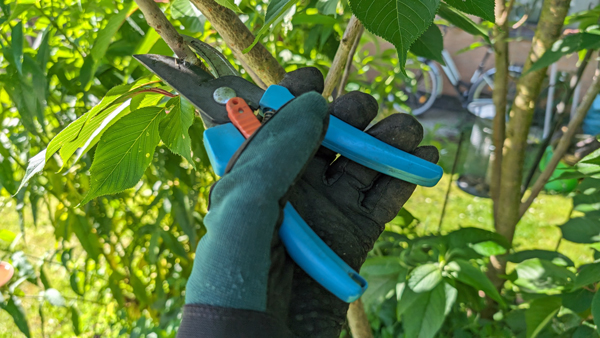 Im Garten sollte unbedingt mit Handschuhen gearbeitet werden „da in der Erde befindliche Bakterien zu ernsthaften Wunderkrankungen führen können“, sagt AOK-Serviceregionsleiter Reinhard Wunsch. Foto: HN