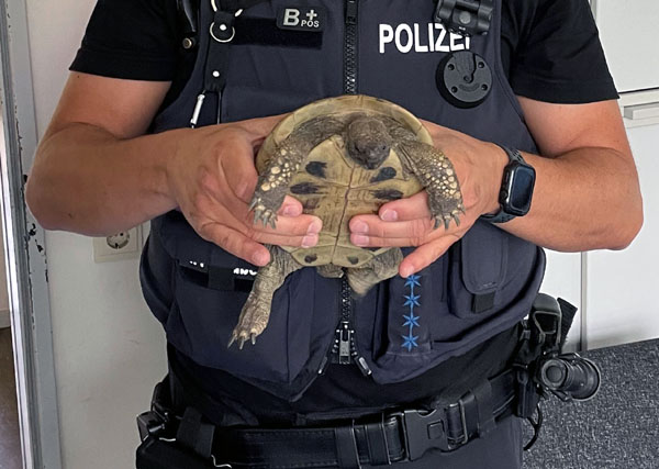 Nach Zwischenstationen bei der Polizei und im Tierheim ist die Schildkröte nun wieder zu Haus. Foto: Polizei