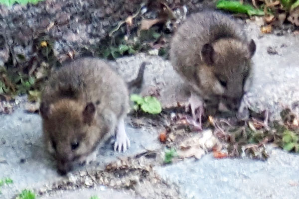 In einem Durchgang in der Travemünder Altstadt sind die Anwohner in Unruhe. Zahlreiche Ratten sind dort auch tagsüber unterwegs. Fotos: Helge Normann