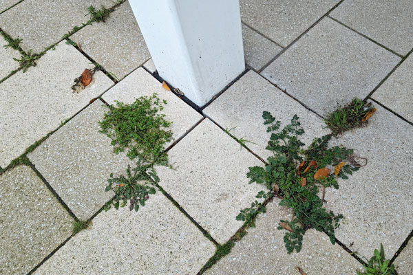 Manchmal, wie hier auf der Priwallpromenade, sucht sich das Stadtgrün auch selbst einen Weg. Foto: HN