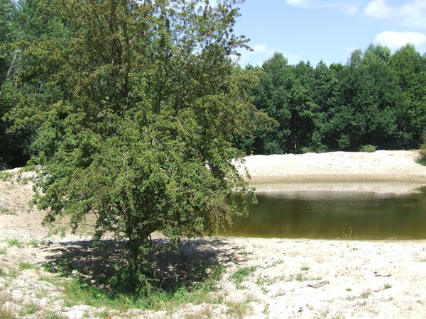 Die Tour bietet die Chance, den Nordteil des Stiftungslandes Grönauer Heide zu besuchen. Foto: Veranstalter