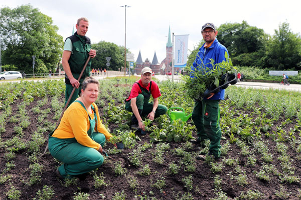 Packen ordentlich an: Karin Lünse, Volker Becker, Matthias Krüger und Hendrik Liercke, Gärtner der Diakonie Nord Nord Ost, bei der Arbeit auf dem Lindenteller. Fotos: Diakonie NNO