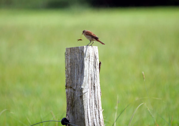 Ein Neuntöter im Krummesser Moor. Foto: S. Jebens-Ibs