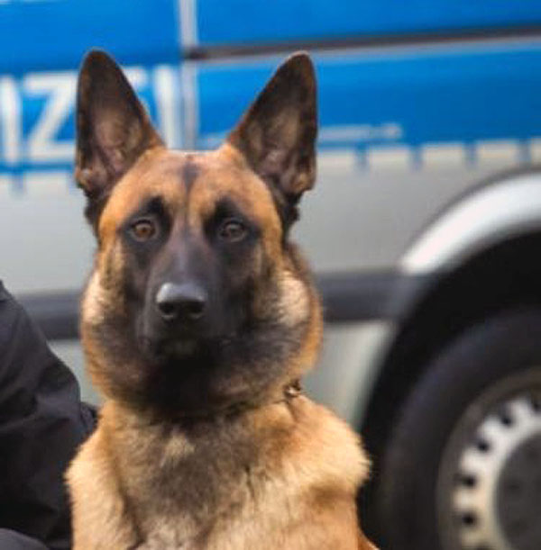 Willem erschnüffelte die Spur des flüchtigen Autofahrers. Foto: Polizei