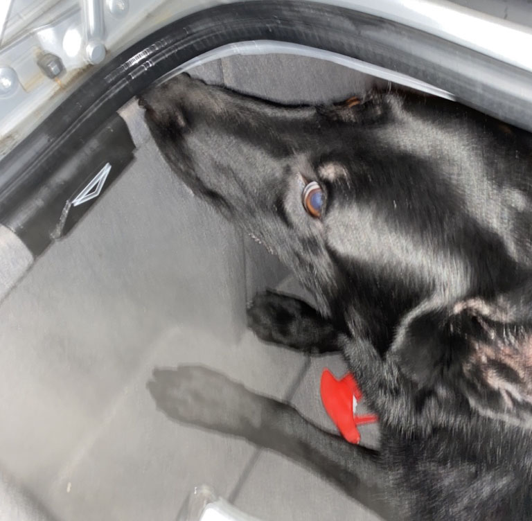 Lübeck live ZollHund Bella stoppt Drogentransport auf der A1